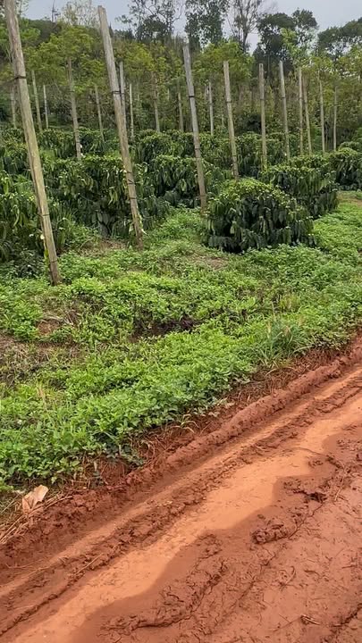 Đất nền Đắk Nông 3.2ha giá 9 tỷ - Sổ đỏ chính chủ