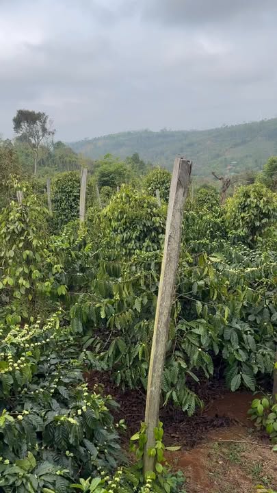 Đất Vườn Đắk Song 2.6ha - Đầu tư dài hạn, sinh lời bền vững!