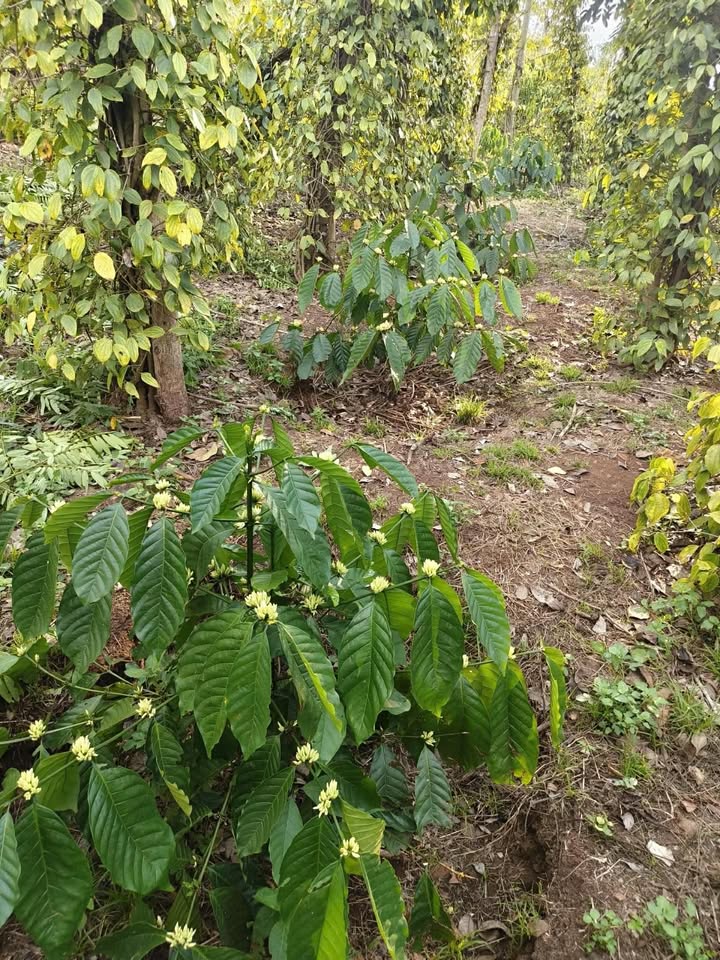 Đất Vườn 6800m² Đắk Nông - Tiềm Năng Đầu Tư Dài Hạn Chỉ 1.15 Tỷ!