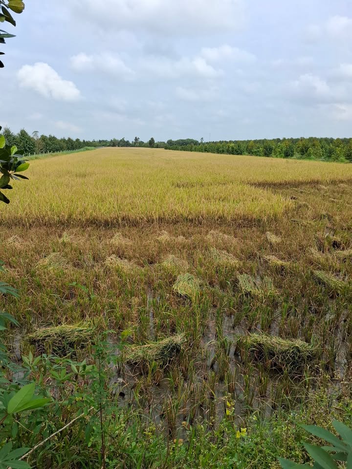 Cho thuê 8ha Đất Vườn Xã Mỹ Thuận, Bình Tân - Sẵn Sàng Kinh Doanh Nông Nghiệp