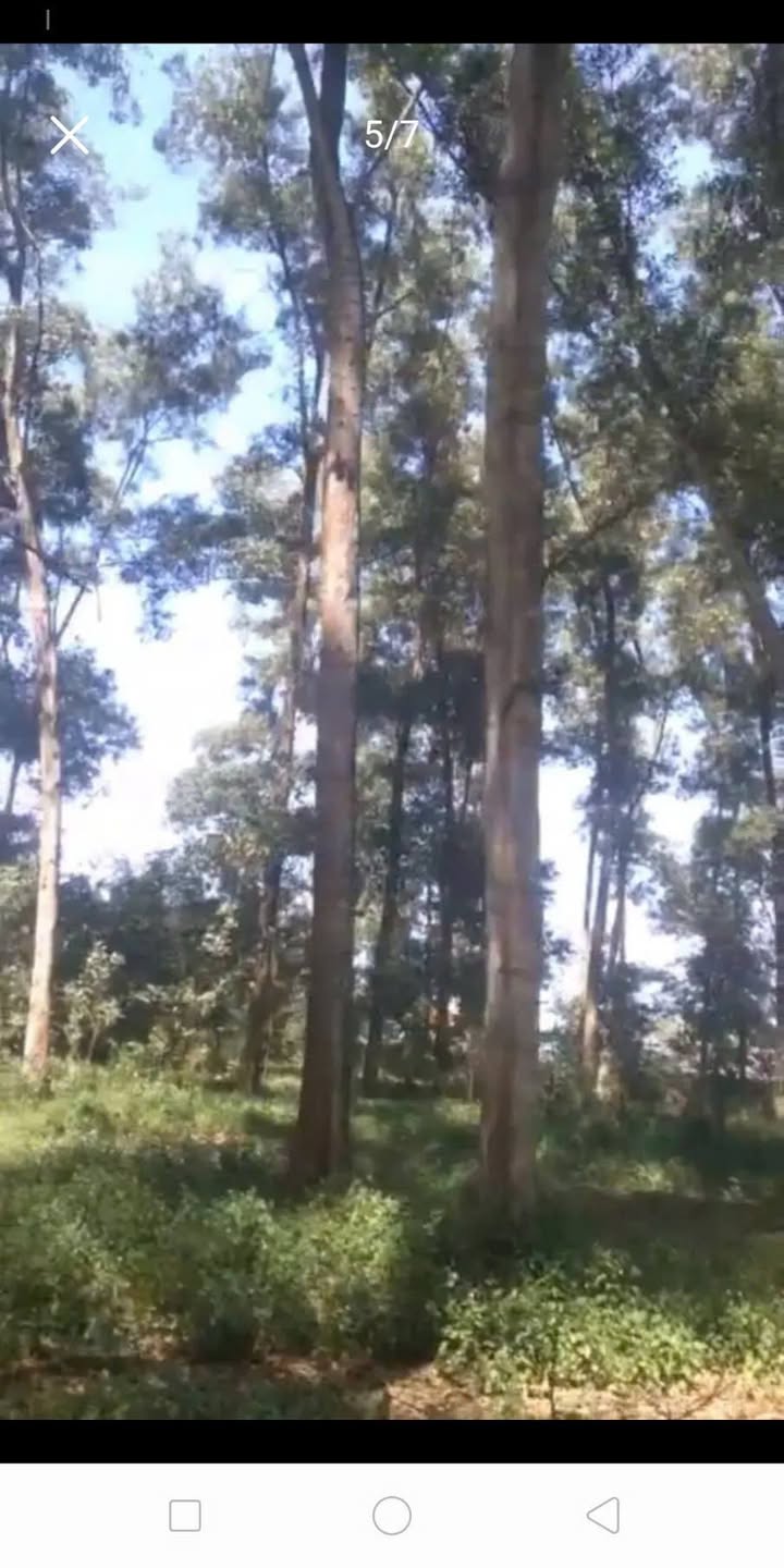 Đất Tràm 28ha Thuận An, Bình Dương 26 tỷ - Tiềm Năng Tăng Giá!