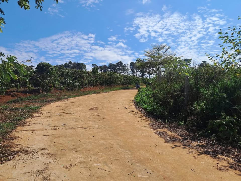 Đất nền Thị trấn Namban 432m² giá 999 triệu - Sổ đỏ chính chủ!