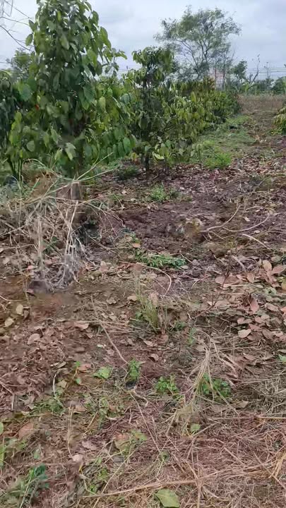 Đất nền Ea M'DRóh 550m² - Sổ hồng chính chủ!