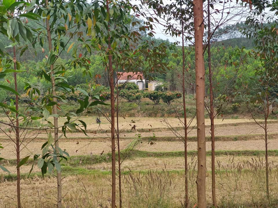 Đất nền 4000m² Đồng Tiến, Yên Thế - 800 triệu, có 100m² thổ cư