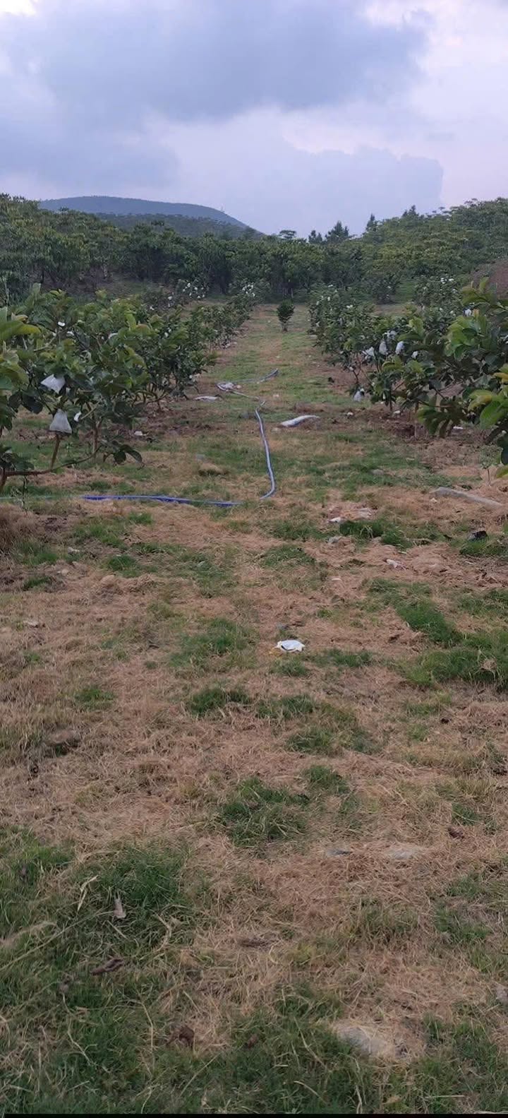 Đất nền Bảo Lộc 771m² - Sổ đỏ chính chủ, tiềm năng sinh lời!