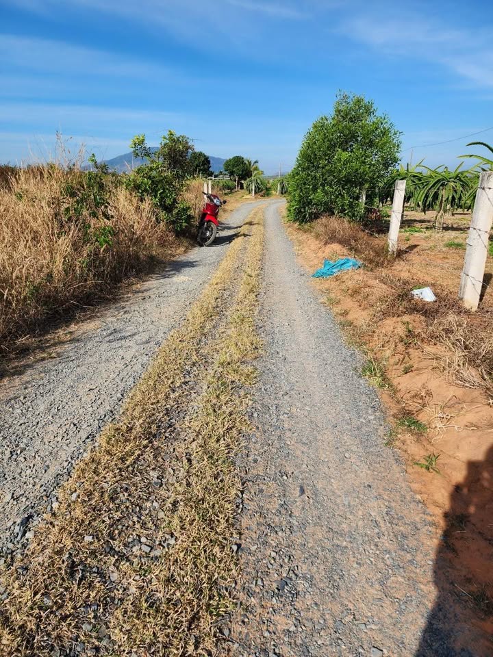 Đất vườn Hàm Cường, Hàm Thuận Nam 3ha - Giá đầu tư tốt!