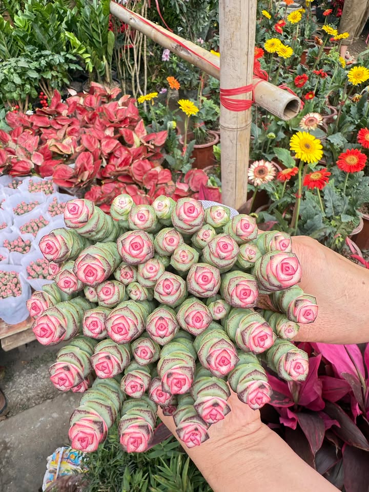 Đất nền Yên Mô 395m² Quốc lộ 12B - Sổ đỏ chính chủ!