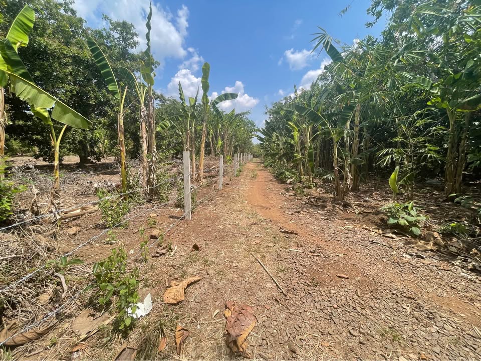 Đất nền Gia Canh, Định Quán 20.000m² giá 3 tỷ - Sổ đỏ chính chủ