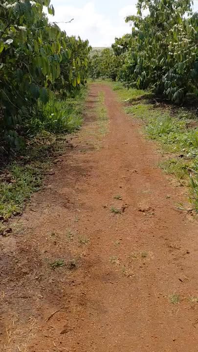 Đất vườn Lộc Ngãi 30.000m² - Sổ đỏ chính chủ, cafe vip!