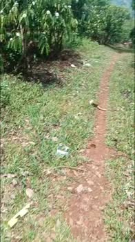 Bán 12.000m² Đất Bảo Lâm, Lâm Đồng - Sổ Đỏ, Thế Đất Triền