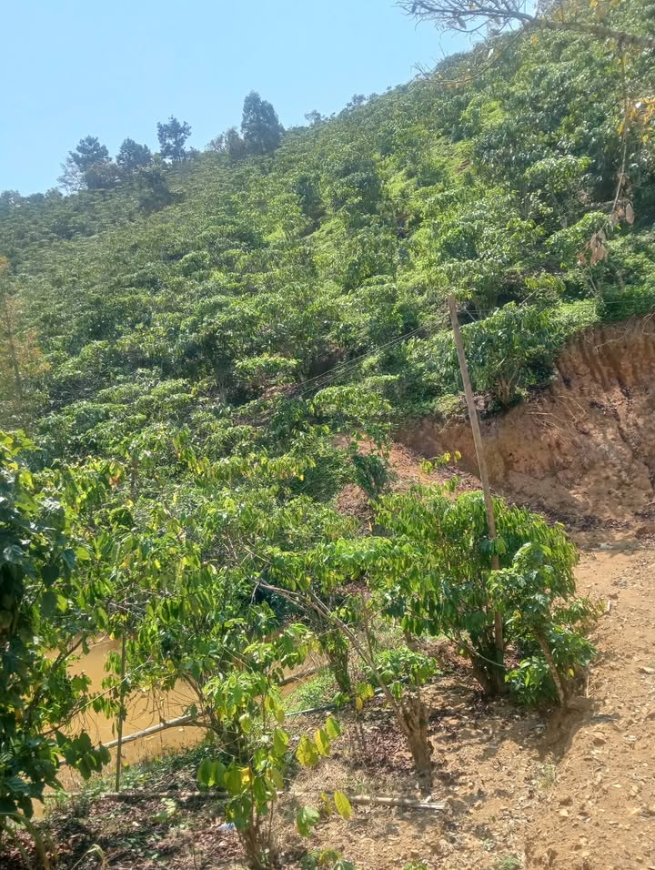 Bán Đất Vườn 3 Sào Xã Tân Lạc, Di Linh - Giá 650 Triệu Chính Chủ