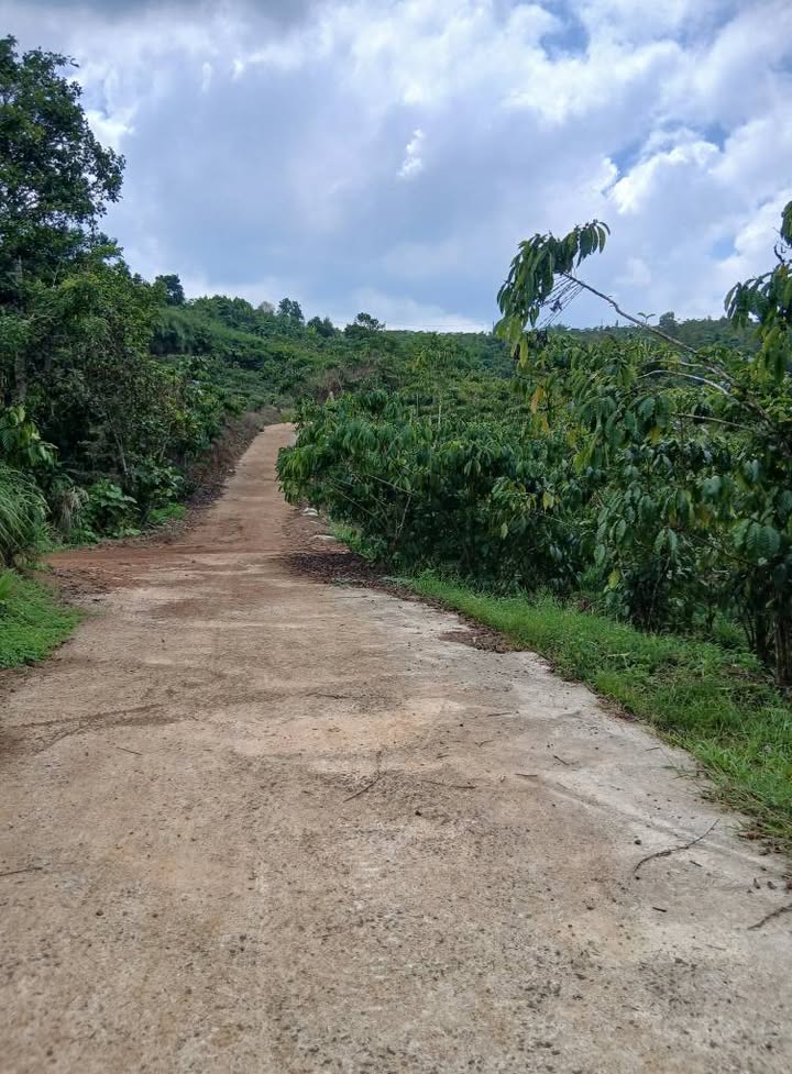 Bán Gấp Vườn Cà Phê 2520m² Lộc Tiến, Bảo Lộc - Giá Tốt