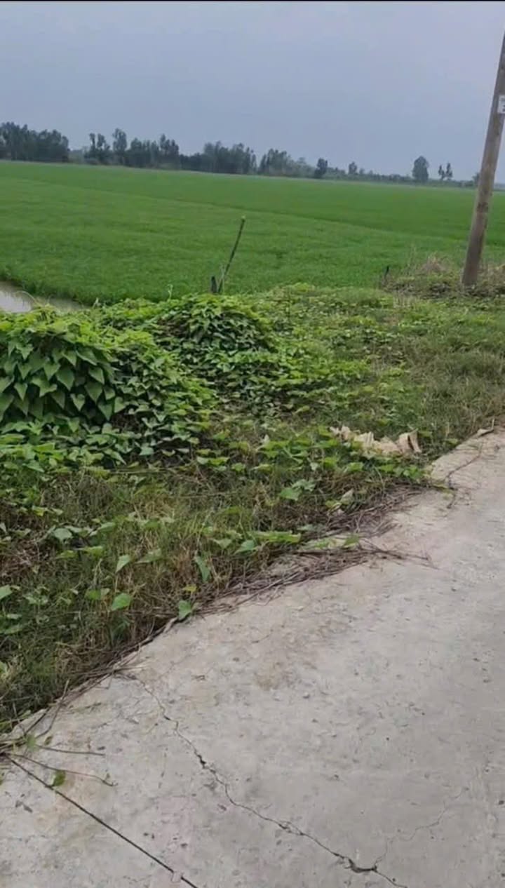 Đất nền 16.000m² Hậu Giang - Giá đầu tư 4.32 tỷ, Sẵn sổ hồng