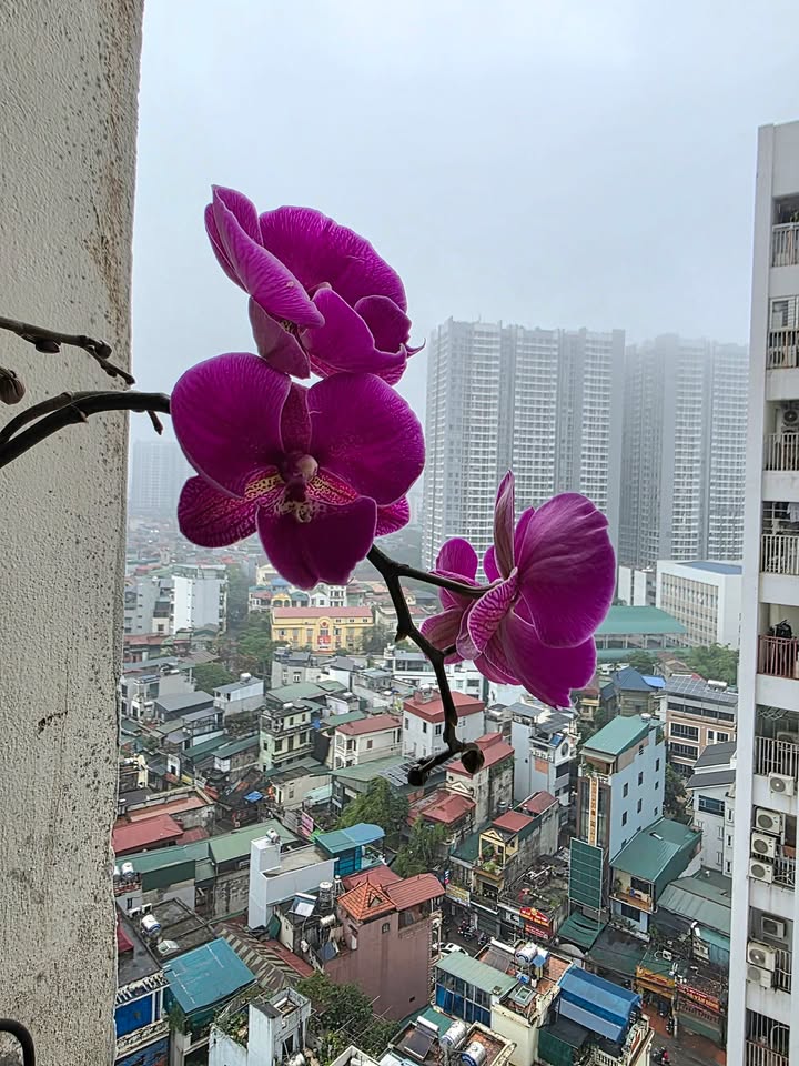 Căn hộ Lilama 52 Lĩnh Nam 3PN 8,5 triệu - View đẹp