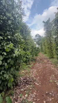 Bán Gấp Đất Nền 2ha Huyện Thống Nhất, Đồng Nai - Sổ Sẵn Sàng