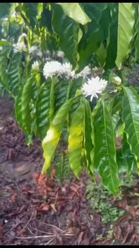 Đất nền Làng 2 Phúc Thọ Lâm Hà 1.1ha - Tiềm năng tăng giá!