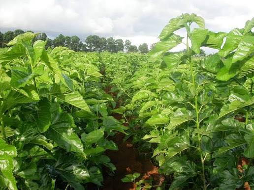 Bán Đất Vườn 14400m² Đạ K' Nàng, Đam Rông - Giá Đầu Tư 800 Triệu