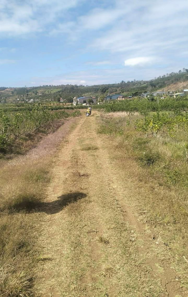 Bán Đất Vườn 4000m² Lâm Hà - Sổ Đỏ Vuông Vắn, Tiềm Năng Sinh Lời Cao