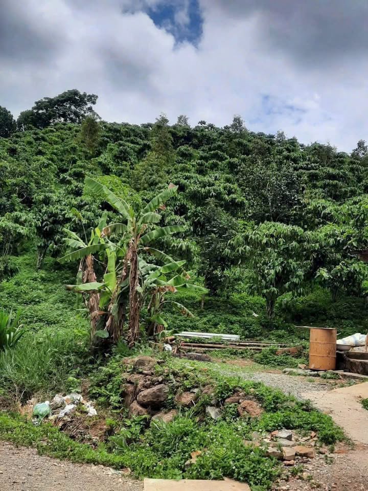 Đất Vườn Lộc Thành, Bảo Lâm 2232m² – View Đẹp, Full Thổ Cư, Giá Đầu Tư 3.53 Tỷ