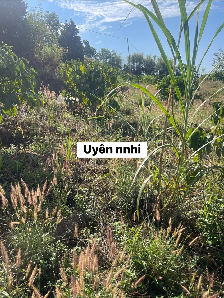 Bán Gấp 40.000m² Đất Vườn Xã Phú Sơn, Lâm Hà - Sẵn Sàng Đầu Tư