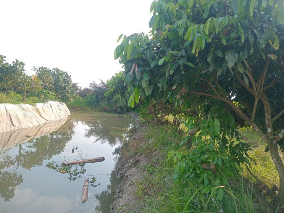 Đất Vườn Nhãn 2048m² Xã Trường Long, Cần Thơ - Sổ Hồng Chính Chủ