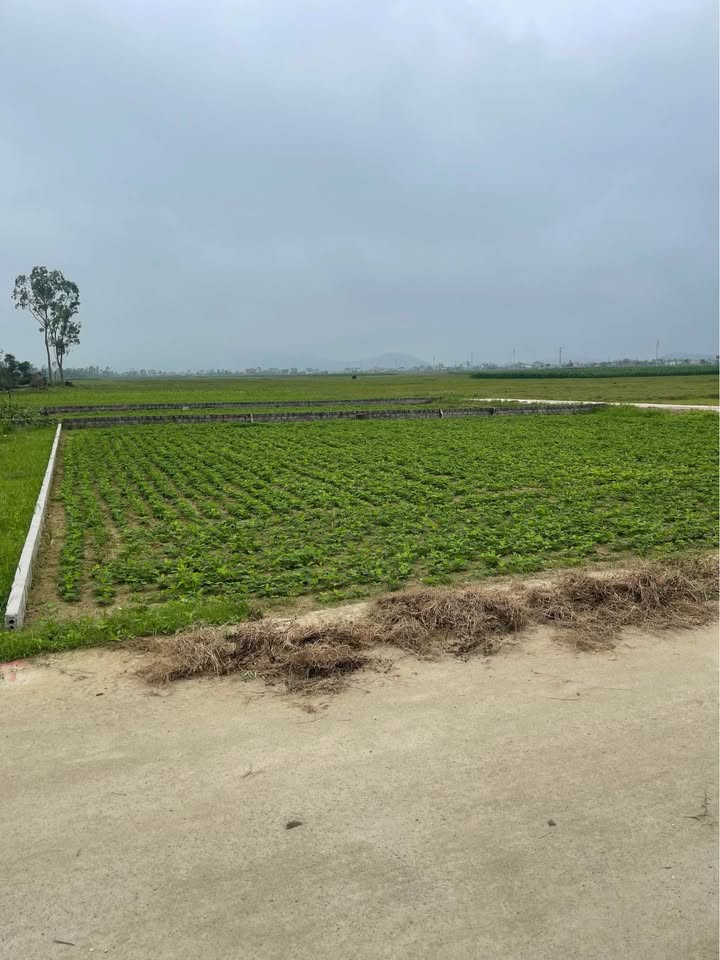 Đất nền Nghi Trường 101m² - Tiềm năng tăng giá vượt trội!