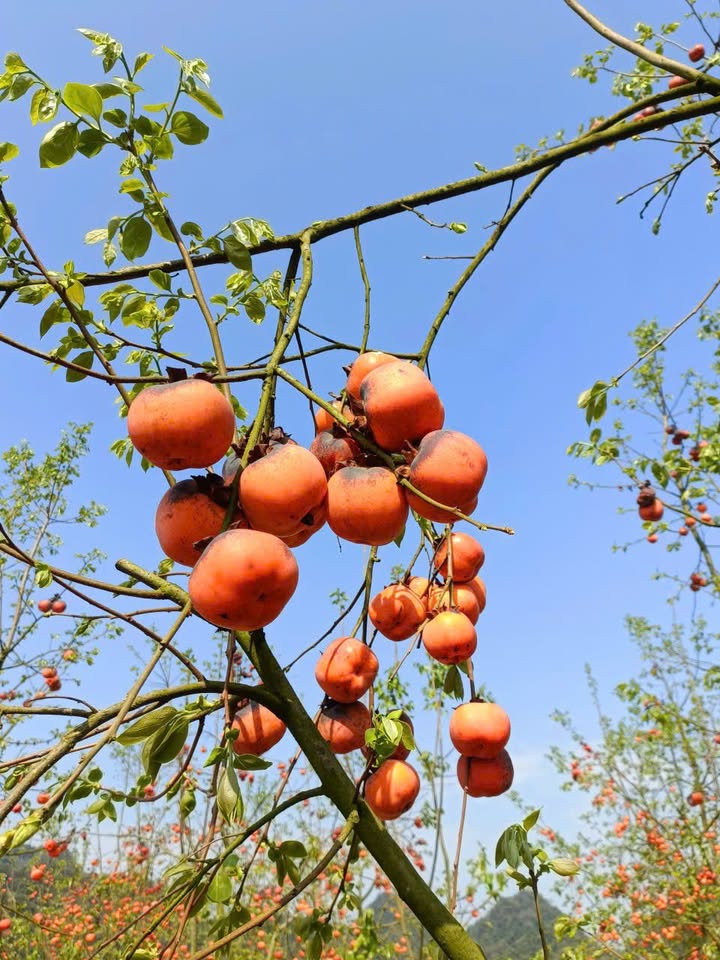 Bán Đất Vườn 1000m² Phú Thượng, Tây Hồ - Mặt Tiền Lớn, Sổ Đỏ Chính Chủ