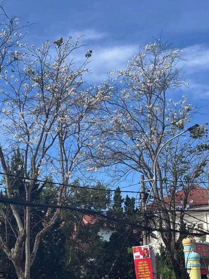 Bán căn hộ 3PN 115m² Khu Park, Bà Rịa - Vũng Tàu - Sổ đỏ sẵn sàng