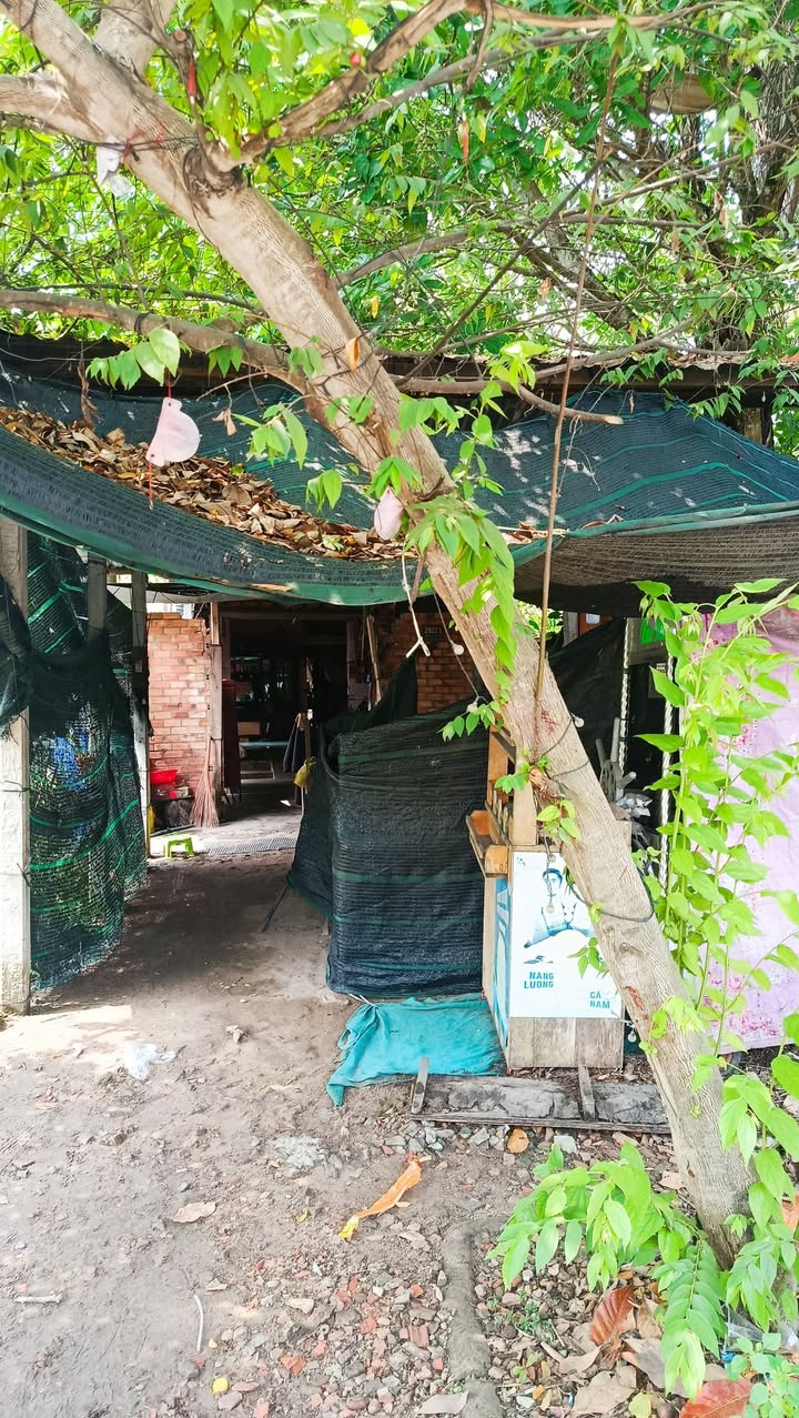 Đất nền Củ Chi Tỉnh lộ 15 500m² sổ đỏ chính chủ