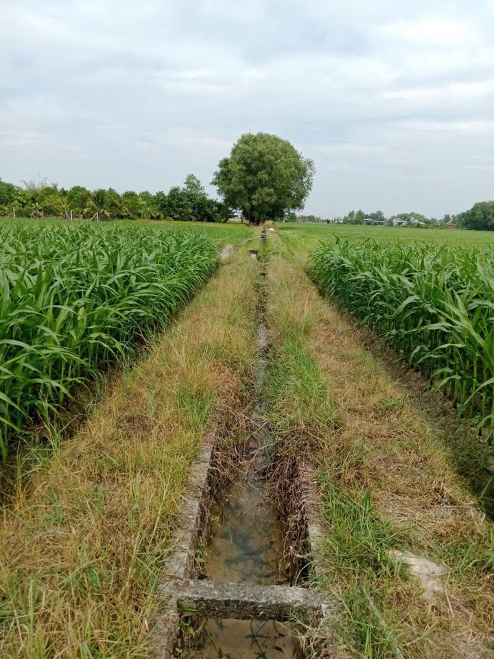 Đất Vườn Củ Chi 2200m² - Sổ Đỏ Rõ Ràng, Giá Đầu Tư Tốt