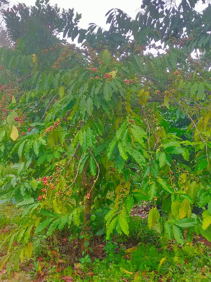 Đất vườn 16ha Bù Đăng - Bình Phước: Đầu tư dài hạn, sinh lời mạnh!