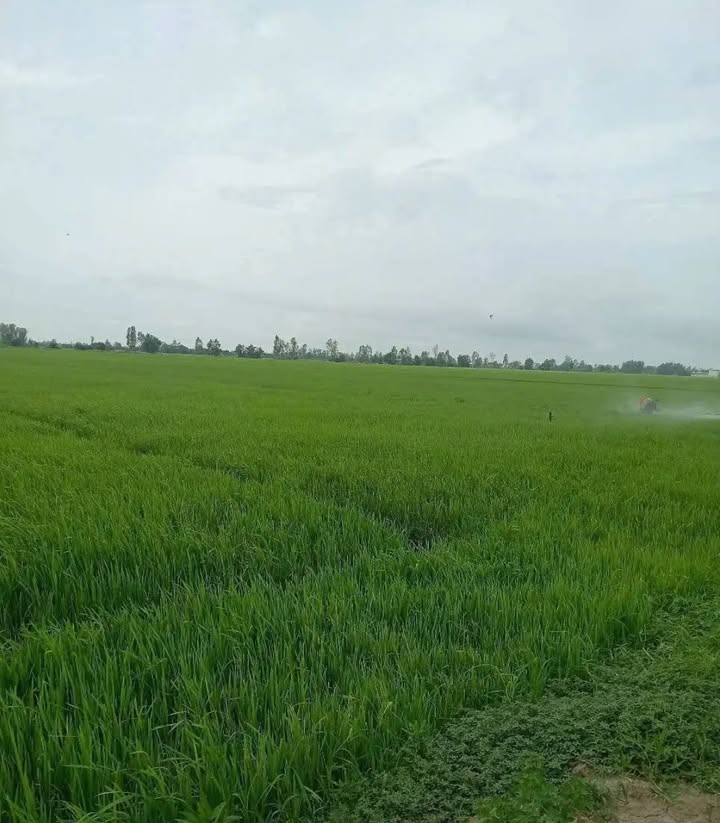 Bán Đất Vườn An Giang 21.000m² - Sổ Đỏ Chính Chủ, Giá Đầu Tư