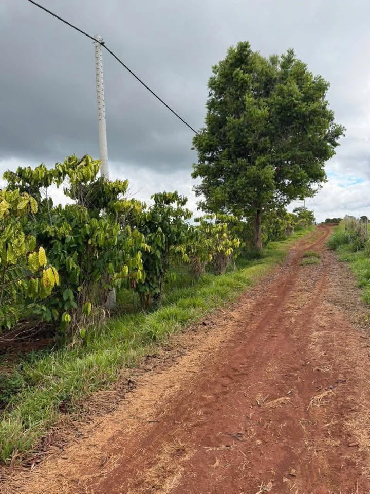 Đất nền Tân Châu, Di Linh 1811m² – Tiềm năng tăng giá vượt trội!