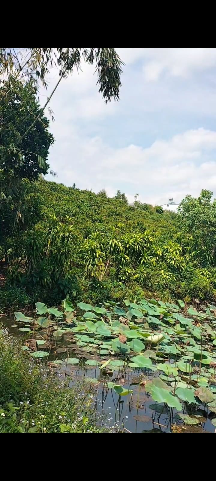 Bán Đất Vườn Nghỉ Dưỡng Lâm Đồng 21.600m² - Giá 4 Tỷ Chính Chủ