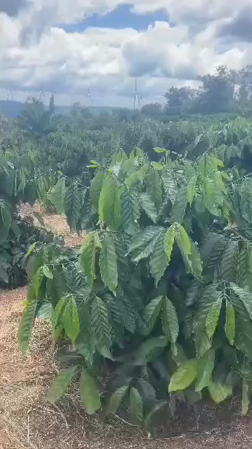 Bán Gấp 15.000m² Đất Trồng Cà Phê Krông Búk - Sẵn Sàng Khai Thác