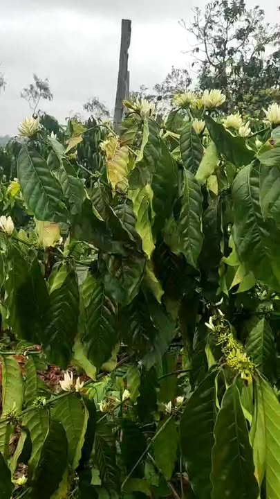 Đất nền Thuận Hà Đắk Song 2880m² - Sổ đỏ chính chủ!