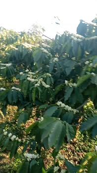 Đất Nông Nghiệp 1080m² Mặt Tiền Nhựa Xã Ea Tân, Krông Năng - Giá Tốt Đầu Năm