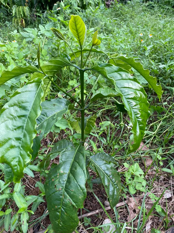 Bán Gấp 1ha Đất Trồng Cà Phê Xanh Lùn Ea M'Dróh, Đắk Lắk - Đầu Tư Sinh Lời