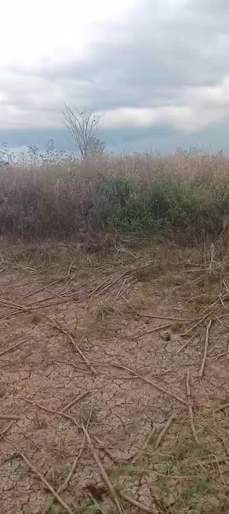 Đất nền Ea Kiết Cư M'gar 2.5 hecta - Sổ đỏ chính chủ!