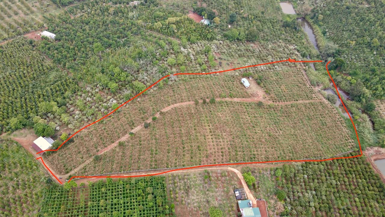 Farm 1.8ha Cafe Tiêu Đẹp, Sổ Đỏ Rõ Ràng - Đạ Huoai, Lâm Đồng