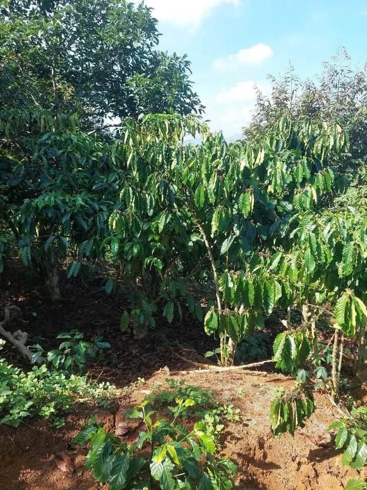 Đất nền Lộc Nga, Bảo Lộc 1080m² - Tiềm năng tăng giá vượt trội!