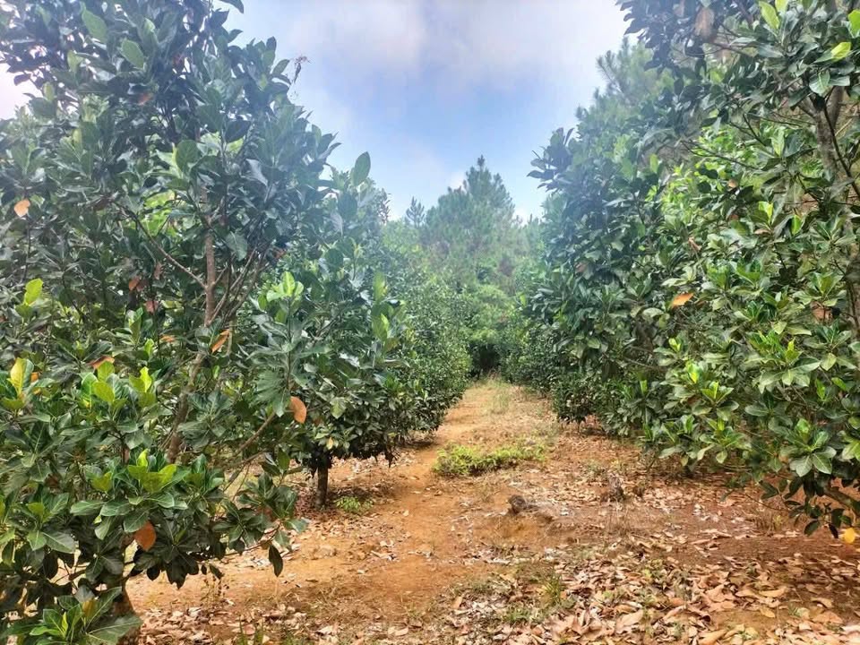 Đất vườn Lộc Châu, Bảo Lộc 612m² - Nghỉ dưỡng lý tưởng!