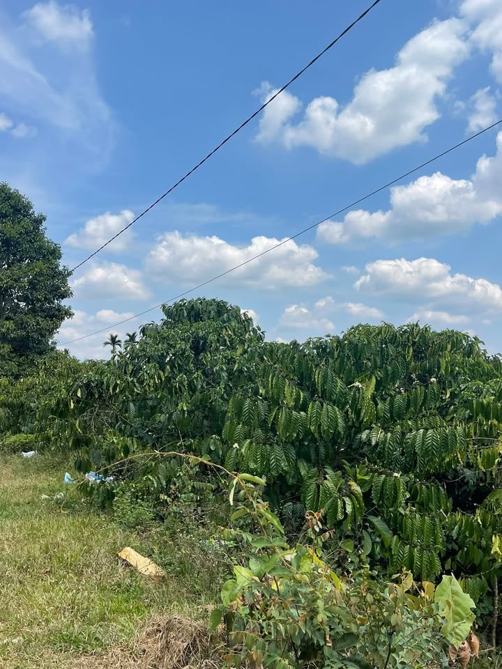 Đất nền Bảo Lộc 468m² giá 1.7 tỷ - Sổ đỏ chính chủ