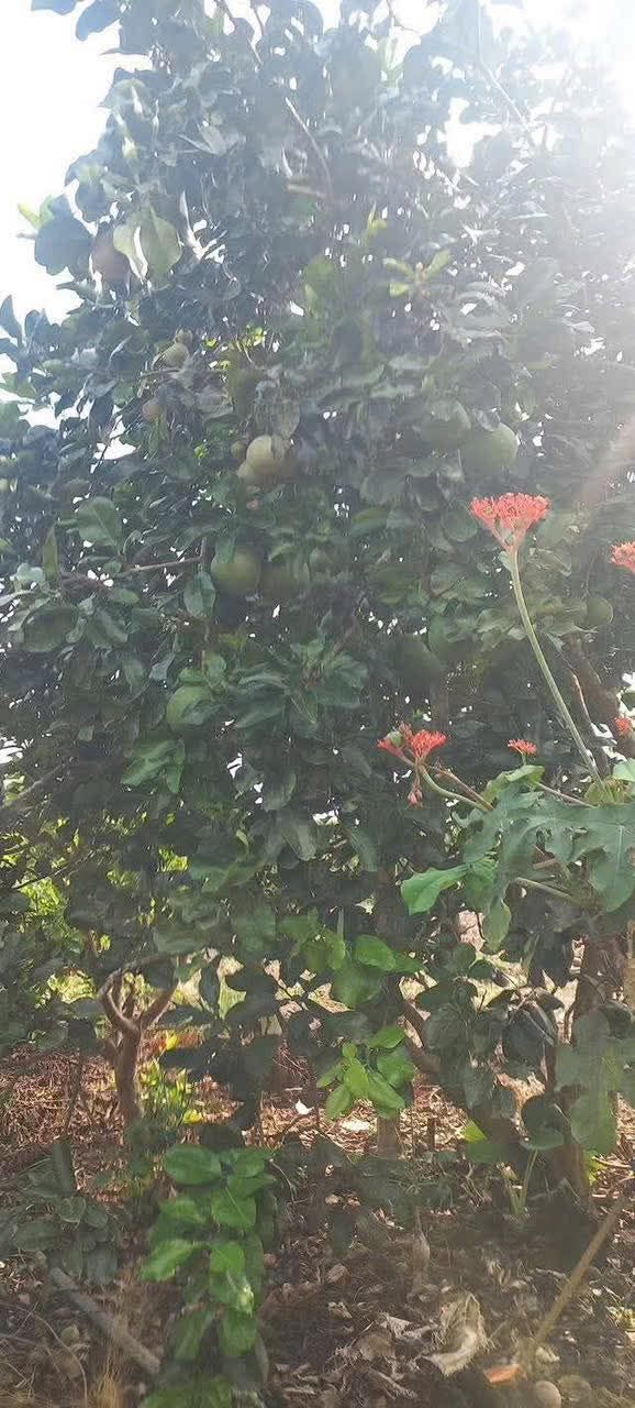 Đất vườn Phú Lập, Tân Phú 3600m² - Sinh thái xanh, đầu tư bền vững!