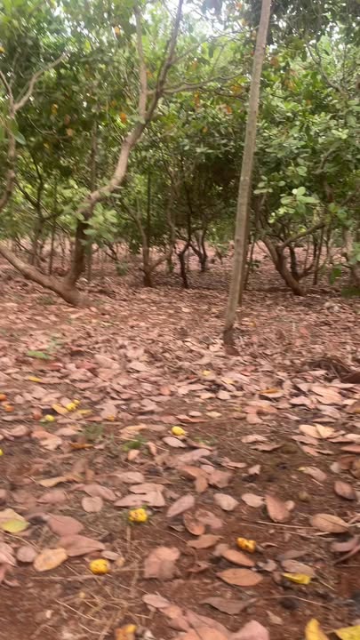 Bán Đất Vườn Cao Su Xen Điều 25200m² Sổ Đỏ Tại Phú Riềng, Bình Phước - Giá Tốt