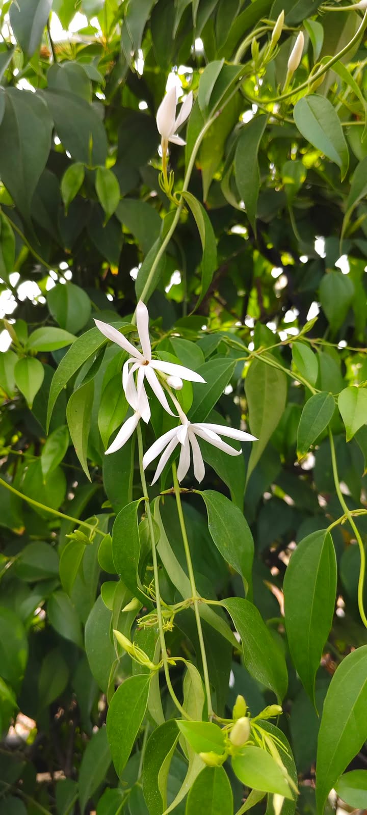 Đất nền 5000m² Chơn Thành, Bình Phước - Tiềm năng tăng giá vượt trội!