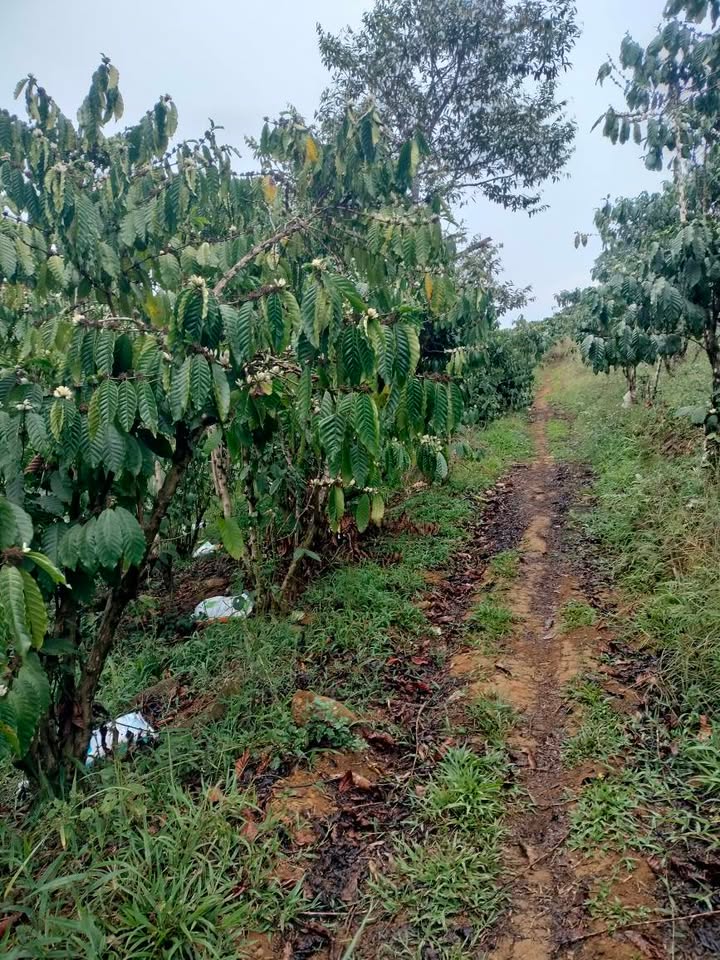 Đất nền Đại Lào, Bảo Lộc 3600m² - Sổ đỏ chính chủ, đường ô tô