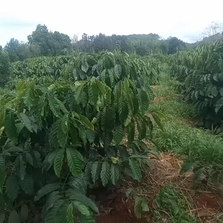 Đất Vườn 10.000m² Đắk Nông - Trồng Cafe, Suối Bao Quanh, Giá 1.2 Tỷ