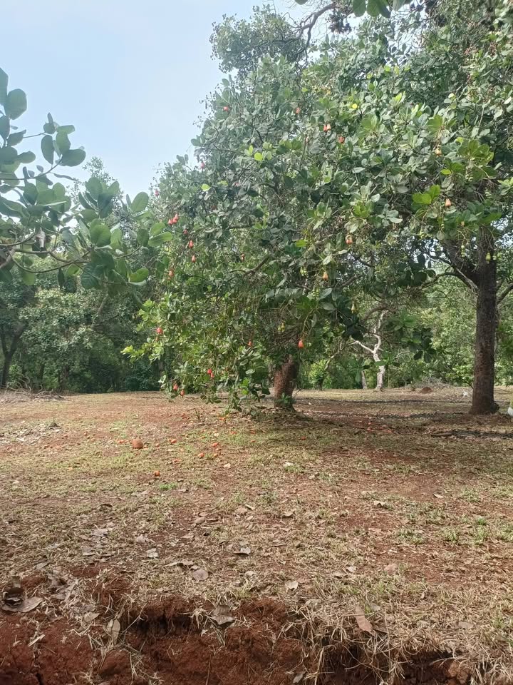 Đất vườn Đak Ơ 3168m² - Giá đầu tư tốt!