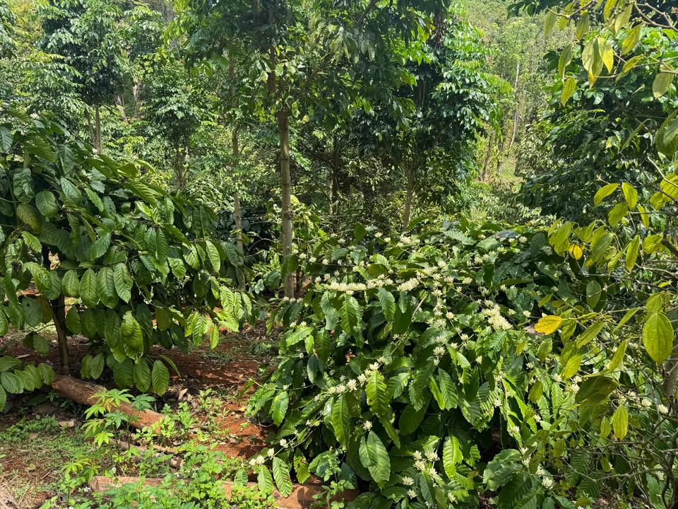 Bán Đất Vườn Đắk Nông 11.000m² - Sổ Đỏ Chính Chủ, Giá 1.55 Tỷ